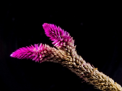 Grass branch blossom plant Photo