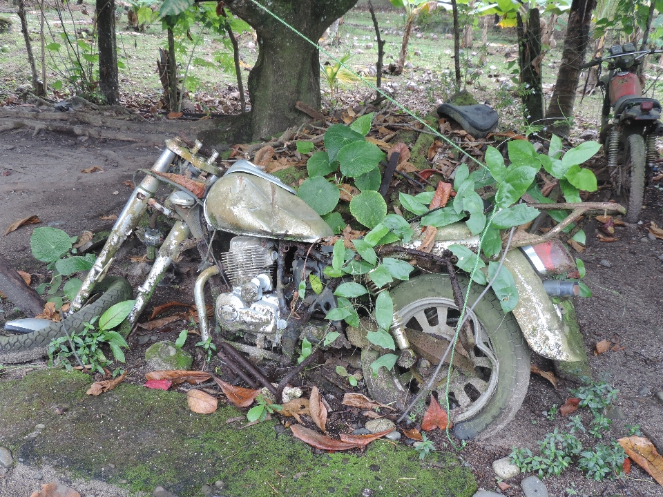 Trail old vehicle jungle