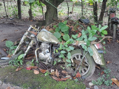 Trail old vehicle jungle Photo