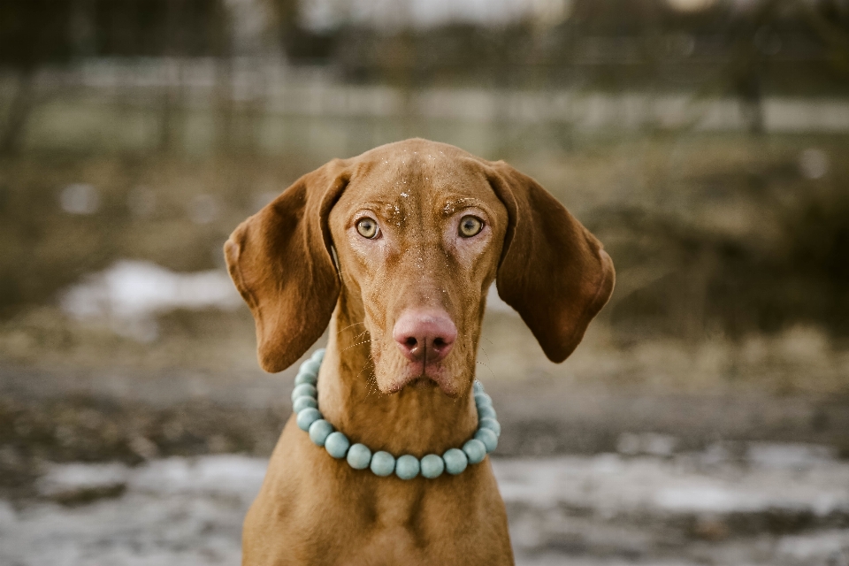 Köpek yavrusu hayvan köpek
