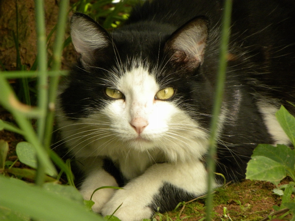 Grama gatinho gato felino