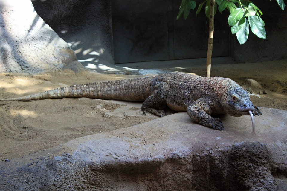 Tier tierwelt zoo prag