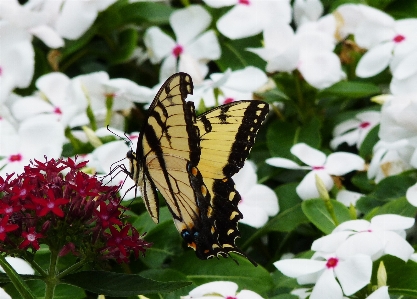 Nature outdoor blossom wing Photo