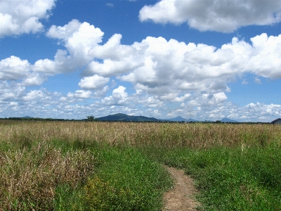 風景 自然 草 アウトドア 写真