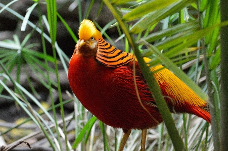 Nature outdoor wilderness bird Photo