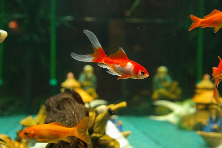 水 泳ぐ ペット 生物学 写真