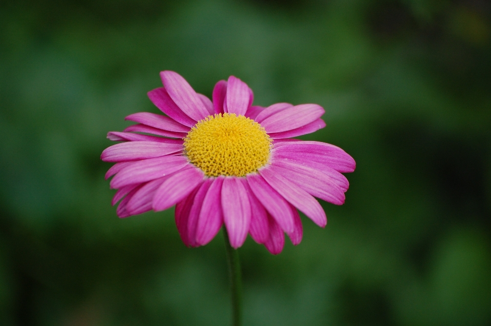 Nature fleurir usine champ