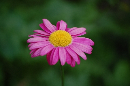 Nature blossom plant field Photo