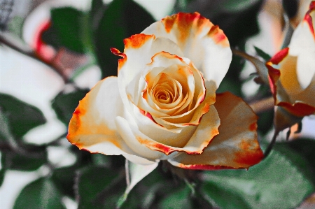 Blossom plant white flower Photo