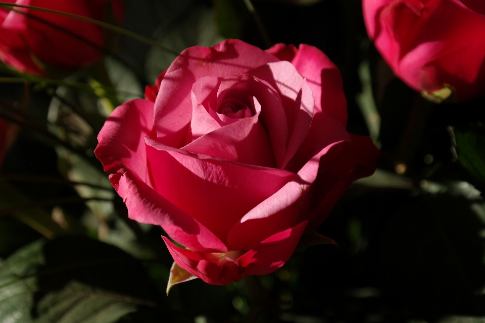 Blüte anlage blume blütenblatt