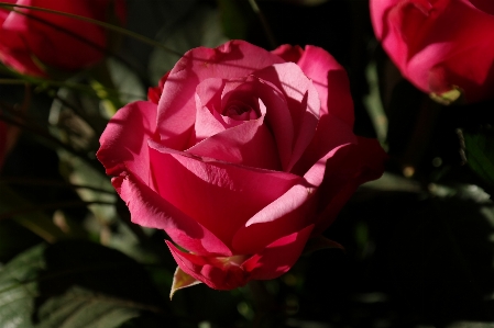 Blossom plant flower petal Photo