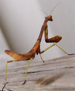 Nature outdoor wing wildlife Photo