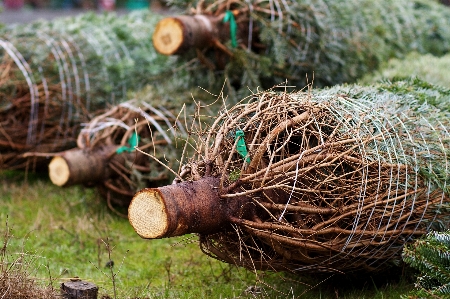 Foto Albero erba legna tronco