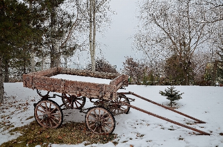 Foto Albero nevicare inverno legna