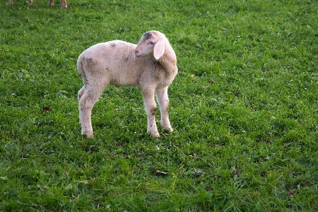 Photo Herbe champ prairie
 animal