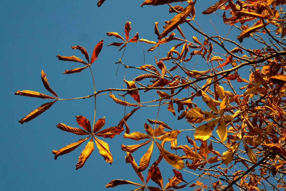 Tree nature branch light