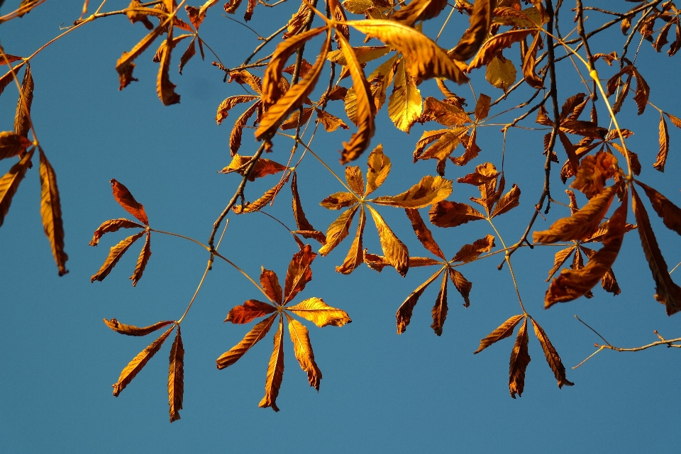 Baum zweig licht anlage