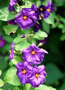 Blossom plant stem leaf Photo