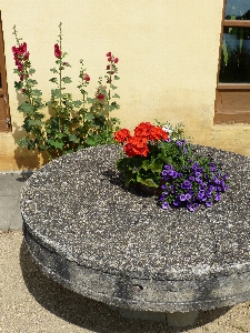 Plant flower stone garden Photo