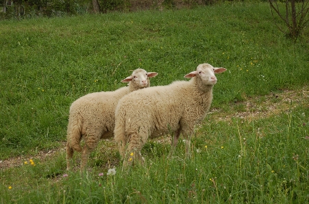 Grass field farm meadow Photo