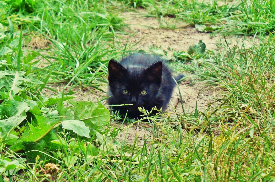 Césped flor gatito gato