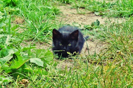 Grass lawn flower kitten Photo