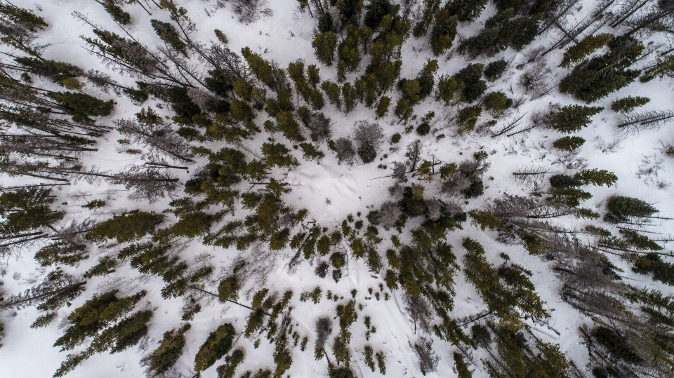 árvore natureza floresta filial