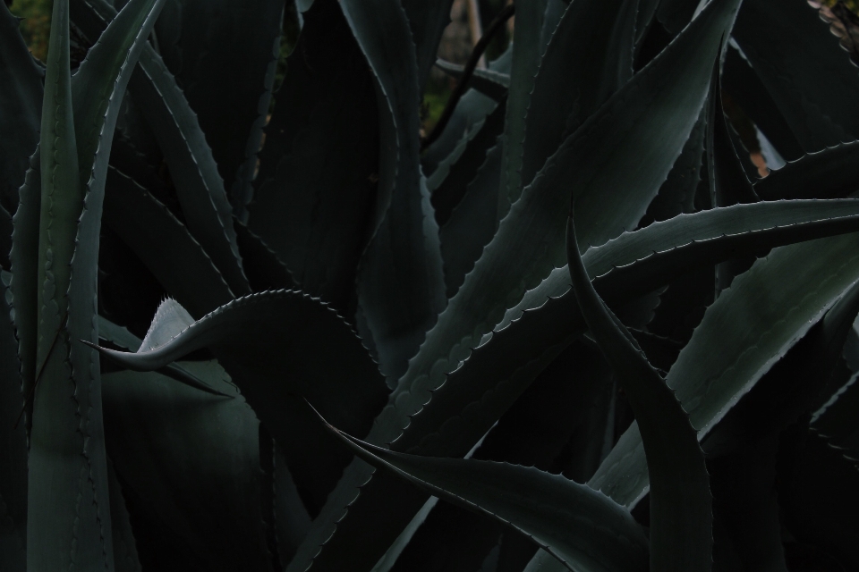 黒と白
 植物 葉 花