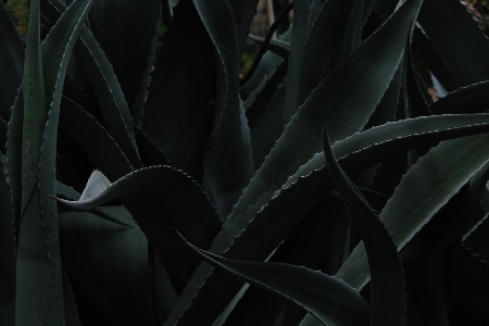 黒と白
 植物 葉 花 写真