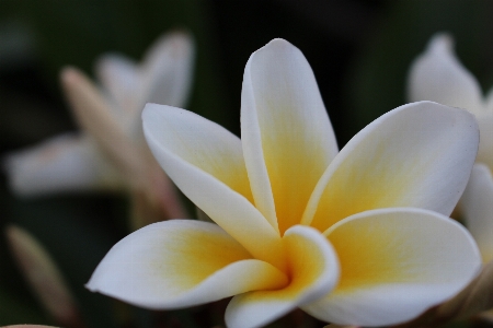 Nature blossom plant white Photo