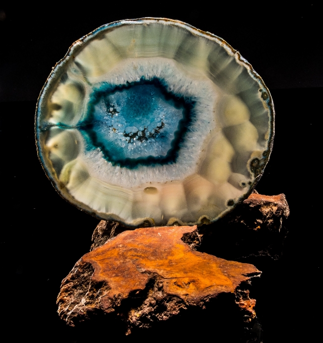 Biología azul cerca invertebrado