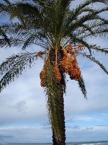 Foto árbol rama planta hoja