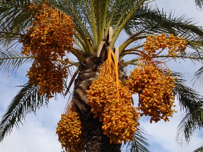 Foto árbol rama planta fruta