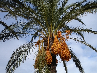 Foto árbol rama planta fruta