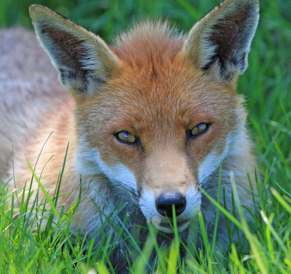 Natur gras tier tierwelt