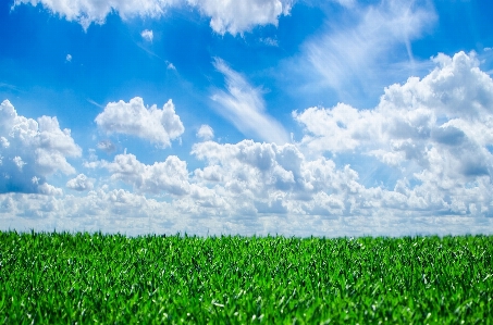 Nature grass horizon cloud Photo