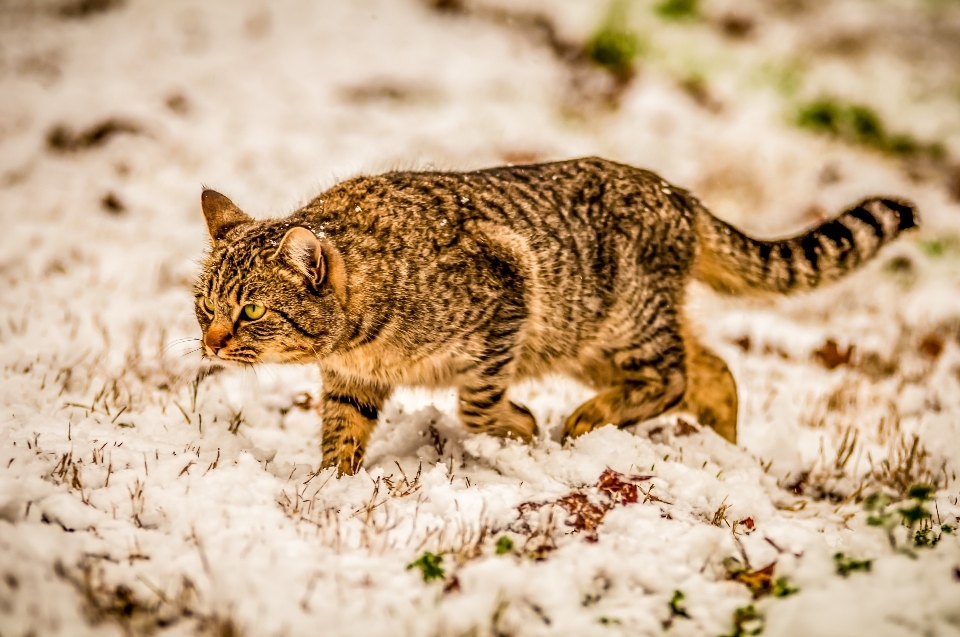 Neve frio inverno animal