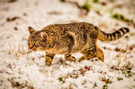 雪 寒い 冬 動物 写真