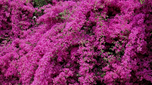 花 植物 ハーブ フローラ 写真