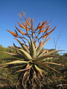 Foto Albero natura pianta foglia