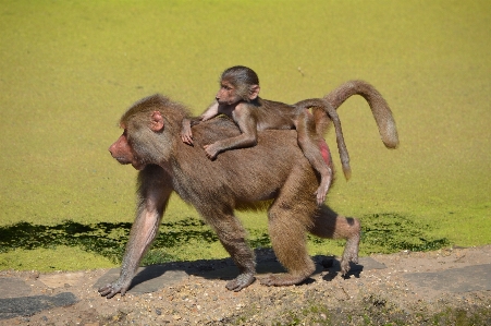 自然 動物 野生動物 動物園 写真