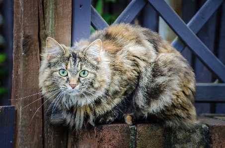 Foto Animale guardare domestico ritratto