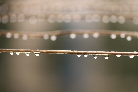 Branch drop dew light Photo