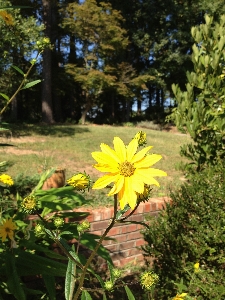 Nature blossom plant lawn Photo