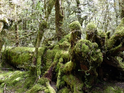 Tree nature forest wilderness Photo