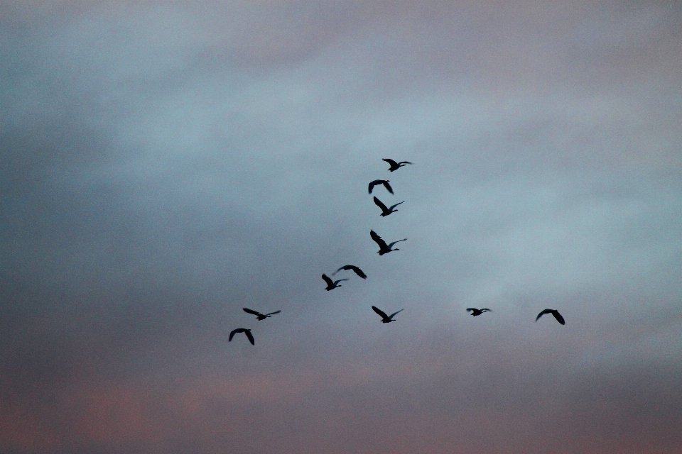 Pájaro ala nube cielo