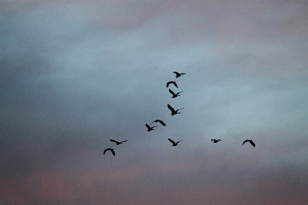 Bird wing cloud sky Photo