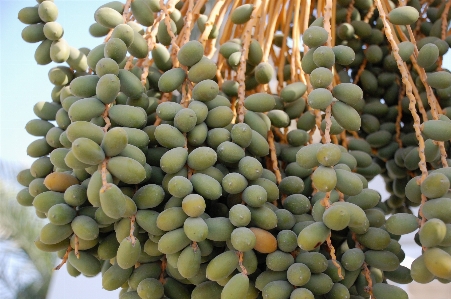 Foto Naturaleza planta fruta alimento