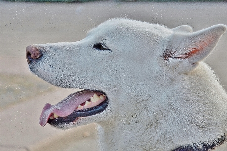 Foto Salju putih anjing satwa