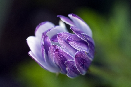 Nature blossom plant photography Photo